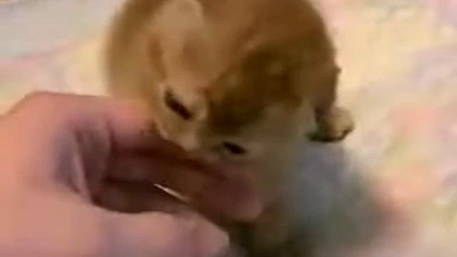 Прикольный рыжий котенок смотреть онлайн