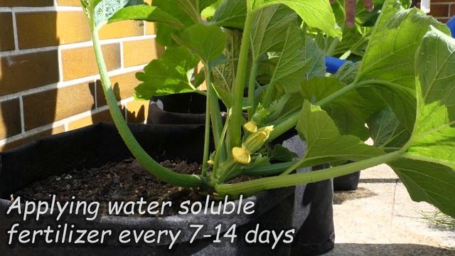 Growing Summer Squash with so many fruits, from Seed in Containers or growbags (Patty Pan Squash) смотреть онлайн