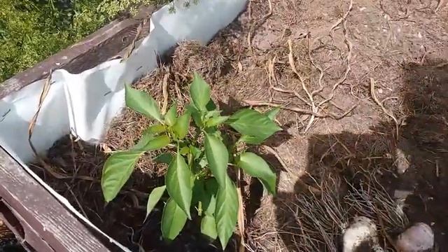 Август 2021 серия №2. Арбузы поспели! Сколько работает теплая грядка? Томат "черная красота". смотреть онлайн