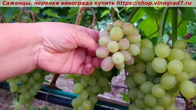 Парад сортов на 27.07.24 года - виноград Дженифер, окрашивание, созревание, характеристики. смотреть онлайн