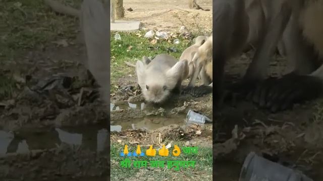??????????जय श्री राम जय हनुमान смотреть онлайн