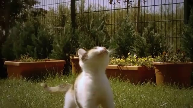 Забавный котик резвится в замедленной съемке смотреть онлайн