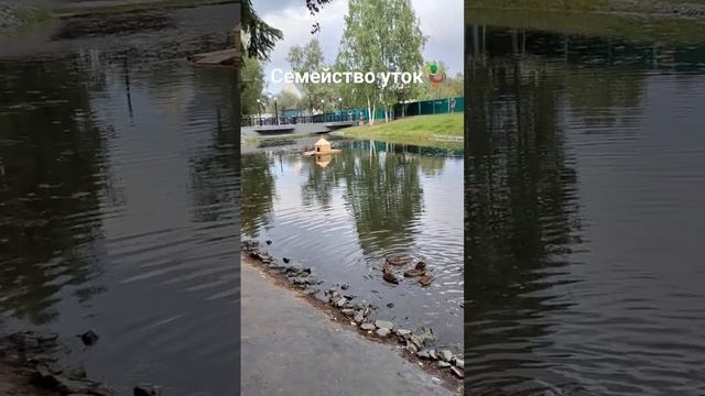 Семейство уток? #shorts #утка #природа #речка смотреть онлайн