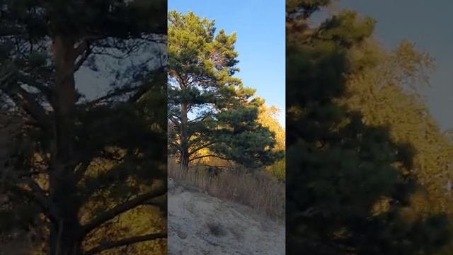 Бердская коса - место впадения реки Бердь в реку Обь или в Обское море смотреть онлайн