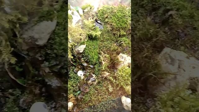 #shorts Флорариум с живыми мхами смотреть онлайн