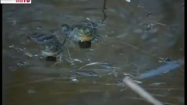 В_душе_звенит_гармошка_4-07-14 смотреть онлайн