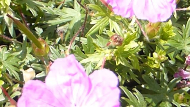 Cranesbills - Geranium - Blágresi - Garðplöntur - Sumarblóm смотреть онлайн