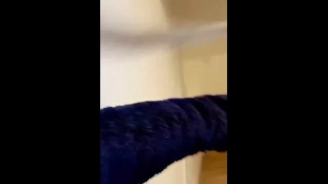 Cute Jumping Lemur Galago| Очень милый Лемур Галаго смотреть онлайн
