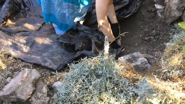 Пруд в саду. Часть 1. смотреть онлайн