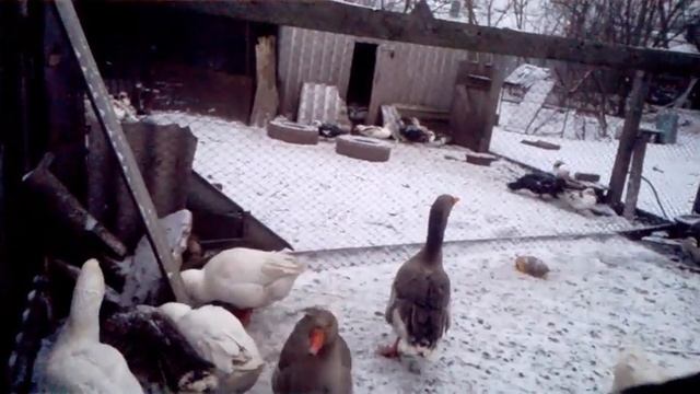 Как я определяю пол у гусей по внешнем признакам? смотреть онлайн