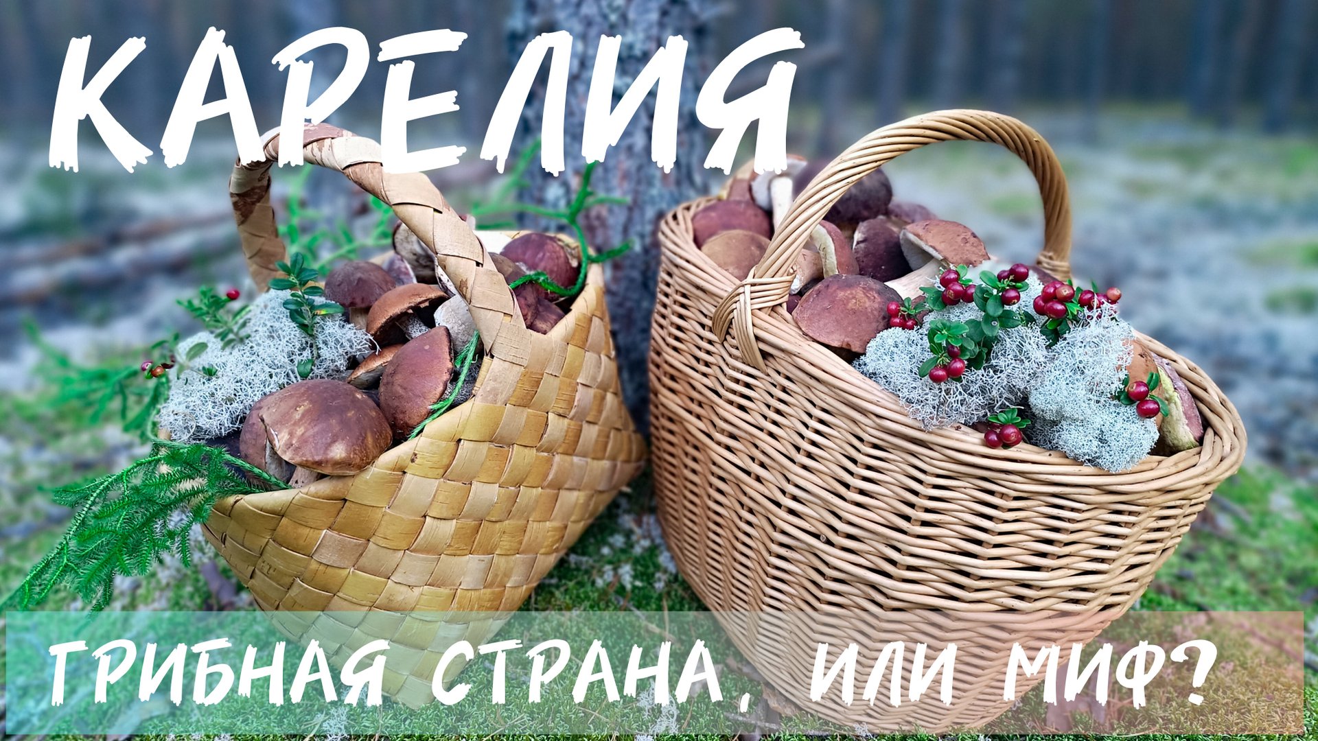 ДОЛБИМ КАРЕЛЬСКИЕ БОРОВИКИ. 💭 Мечта каждого грибника такое увидеть🤯!