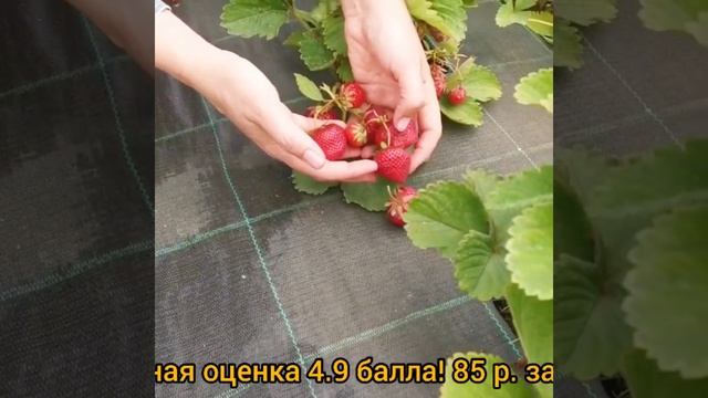 Земляника садовая Дарселект смотреть онлайн