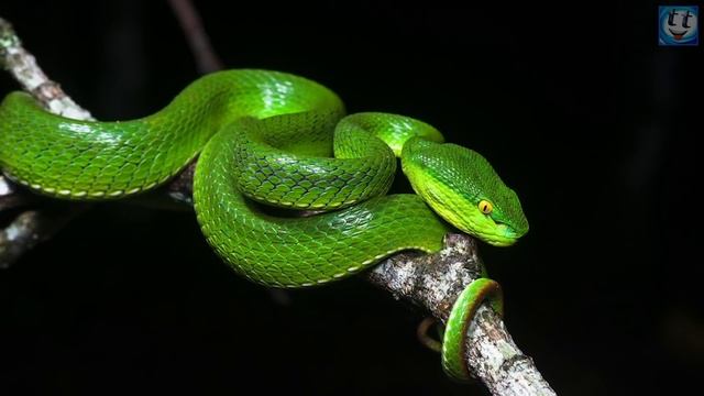 10 Главных опасностей Таиланда, о которых туристу нужно знать!!