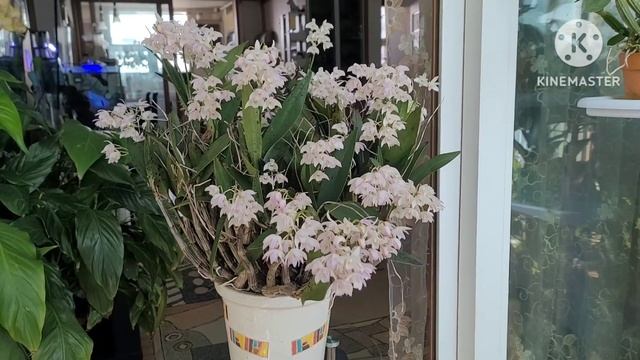Dendrobium kingianum очередное цветение. Новички. смотреть онлайн