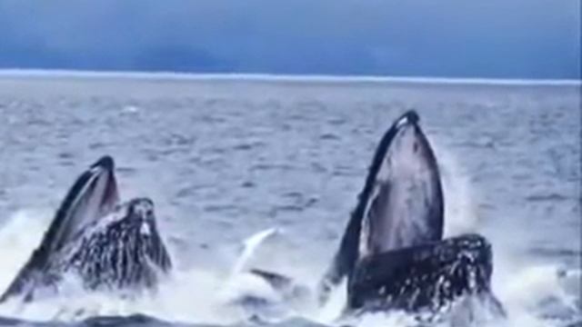 Киты   удивительные морские животные!