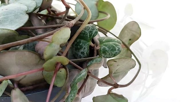 Ceropegia woodii ssp. woodii (Silver Glory) смотреть онлайн