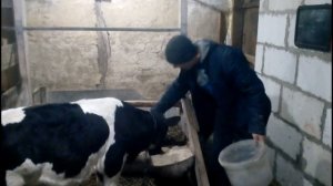 бычок на откорме, привесы теленка 2 мес//рацион кормления от 1 до 2 месяцев