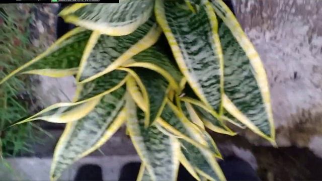 sanseviera trifasciata futura simplek/superba. смотреть онлайн