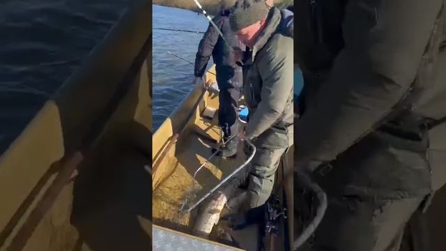 Астрахань рыбалка база отдыха лоцман . Рыбалка огонь ?