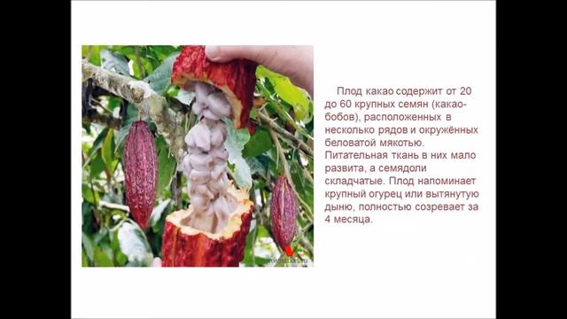 Как растет шоколад смотреть онлайн