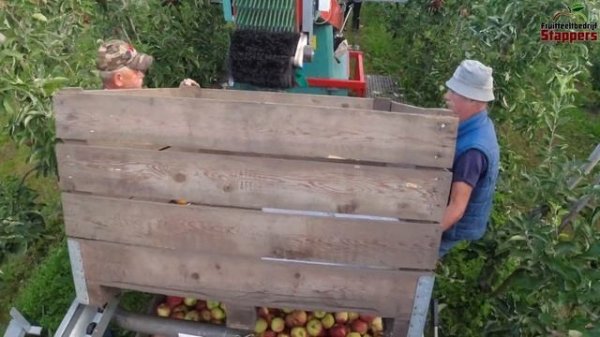 Early Red Jonagold harvest 2022