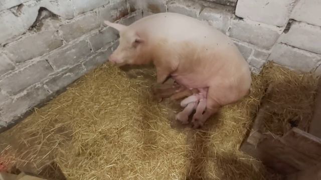 очень долгий опорос! смотреть онлайн