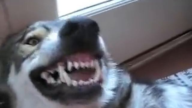 Wolf Hybrid's Teeth смотреть онлайн