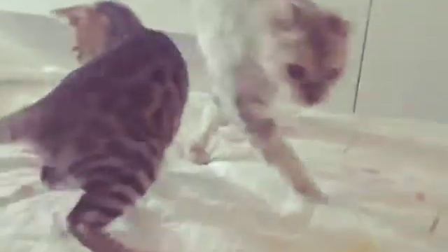 Кошкин дом игры смотреть онлайн