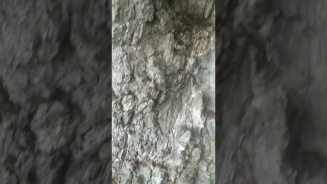 трутовик серно-жолтый. Мало, но есть смотреть онлайн