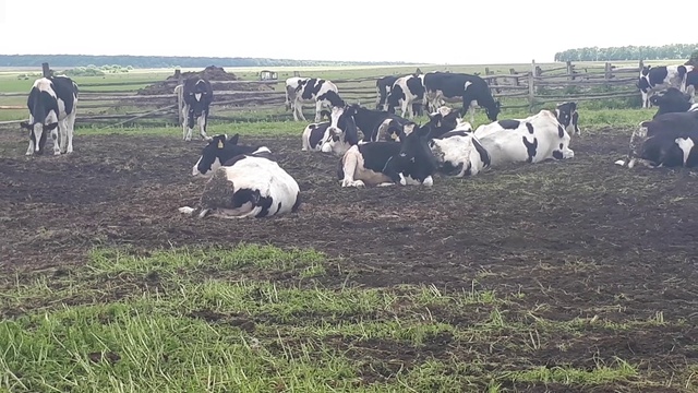 Цена нетелей молочного КРС обсуждаеться! +79656176005 WhatsApp пишите. смотреть онлайн