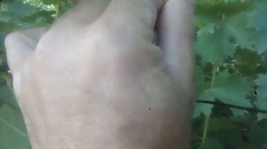 ВИНОГРАД ГАЛБЕНА НОУ  И ЕМУ НЕ НУЖНЫ ОБРАБОТКИ.