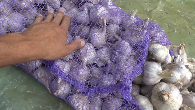 НАЙКРАЩИЙ СОРТ ЧАСНИКА ПОСАДКОВИЙ МАТЕРІАЛ 2023 смотреть онлайн
