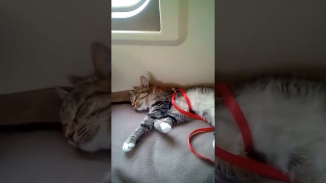 Балдеж // Кошка в Поезде #2 смотреть онлайн