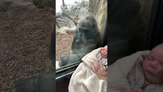 Mother Shares Unique Maternal Bond with Gorilla || ViralHog смотреть онлайн