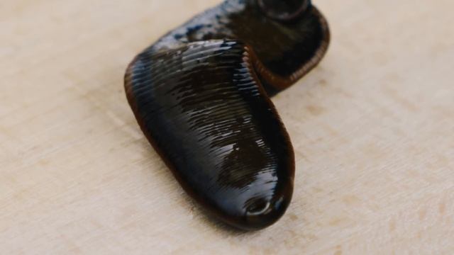 WHAT'S INSIDE THE LEECH? AUTOPSY DIED LEECH AND LOOK UNDER THE MICROSCOPE. смотреть онлайн
