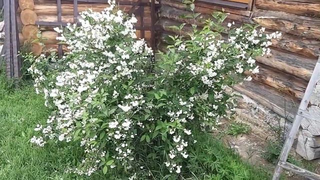 Видео № 934. У природы нет плохой погоды. Продолжаем наслаждаться свежим деревенским воздухом... смотреть онлайн