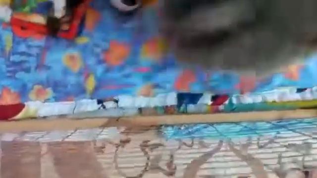 Голубой шпиц. Щеночки шпица с голубыми глазами. смотреть онлайн