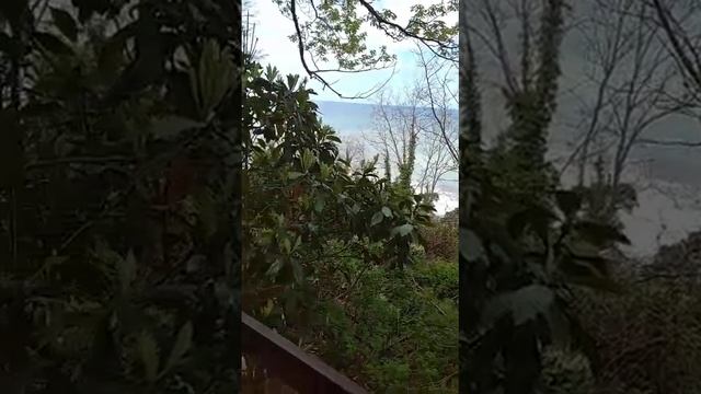 ДАЧА!ПАЛЬМЫ,МУШМУЛА,МОРСКОЙ ВОЗДУХ!КОТ ФЕДЯ,ЛЮБУЕТСЯ ПРИРОДОЙ!??????? смотреть онлайн