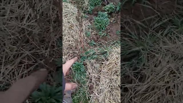 выращивание ежевики сорта Джамбо в средней полосе России смотреть онлайн