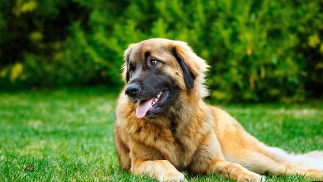 ► Leonberger Breed [2020] Temperament & Training смотреть онлайн