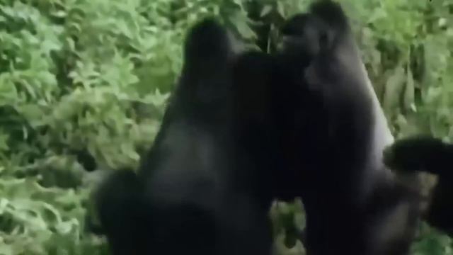 Сразил С УДАРА! Битвы Животных В Дикой Природе смотреть онлайн