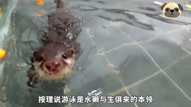 智商奇高的白鯨一路攔截遊客，淒慘呼救尋求幫助，好心小哥幫它完成心願【小奶狗觀影】 смотреть онлайн