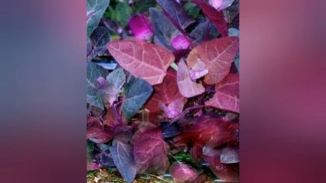 LOBODA CRVENA, BAŠTENSKA PEPELJUGA, HRANLJIVO I LEKOVITO LISNATO POVRĆE смотреть онлайн