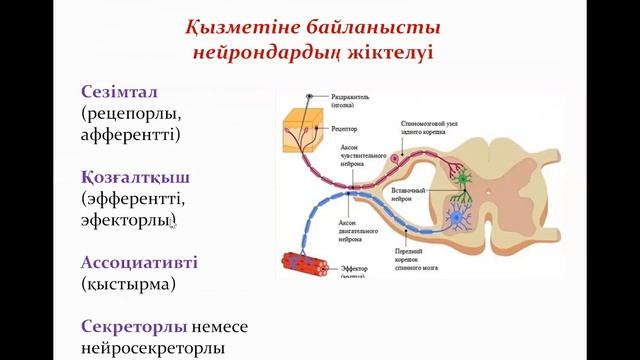 Нерв тіні смотреть онлайн