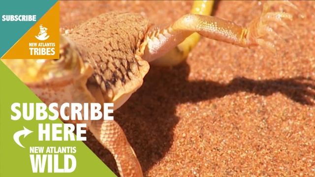 Lizard dancing - Techniques for the heat смотреть онлайн