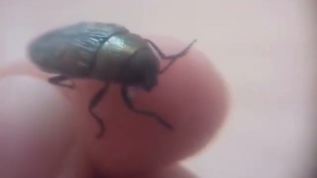 ЭТО ЗЛАТКА! НО КАКОЙ ЭТО ВИД ? ПОДСКАЖИТЕ!!! смотреть онлайн