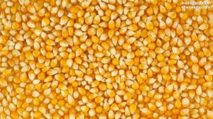 Откорм гусей