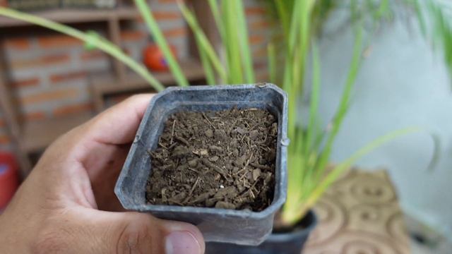COMO REPRODUCIR LA PLANTA DEL LIRIO AFRICANO / Paso a Paso смотреть онлайн