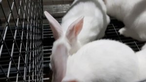 Кролики Хиколь l Лучший гибрид l Продается  l Hycole Rabbits for sale
