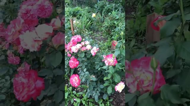 Роза Юбилей принца Монако ?? смотреть онлайн